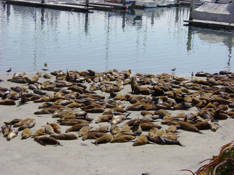 Sea Lions